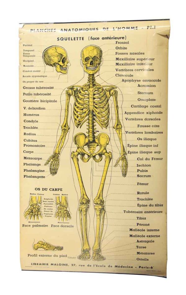 French Double Sided Human Skeleton Poster