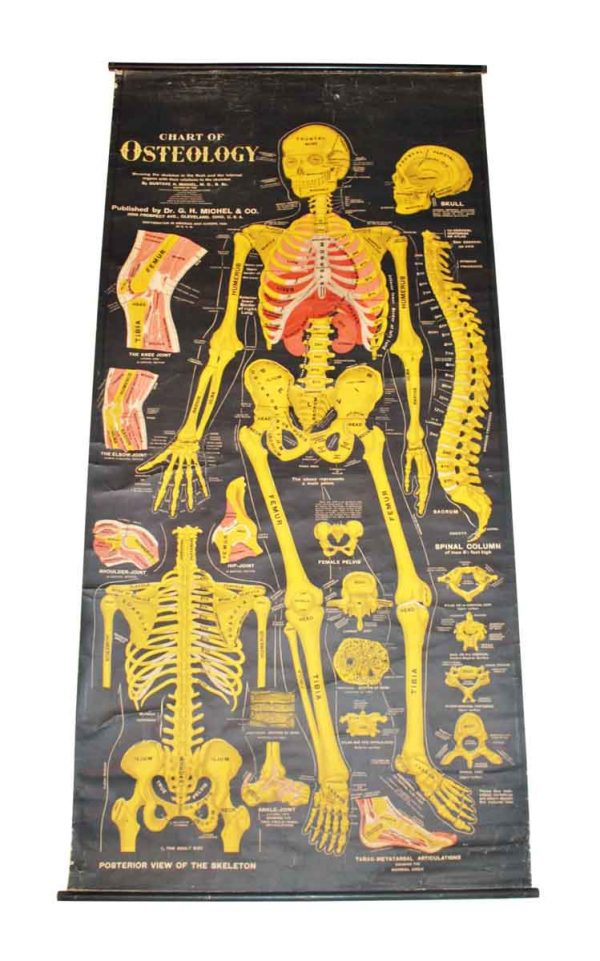 Chart of Osteology