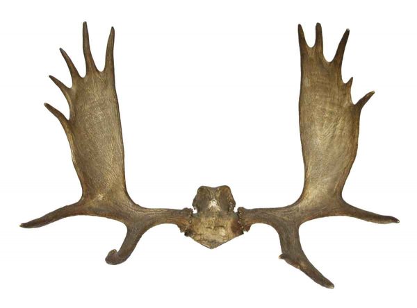 Moose Antlers - Taxidermy