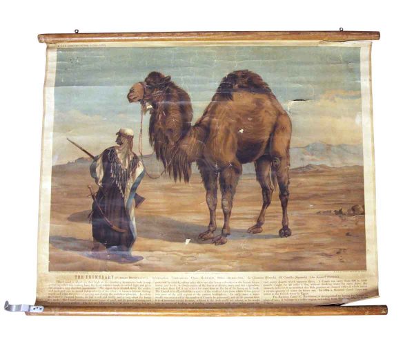 Posters - Imported Vintage Camel School Poster