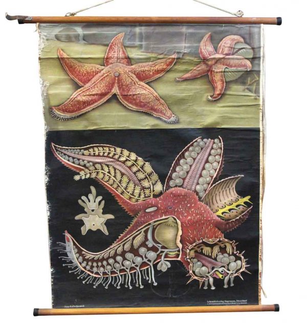 Posters - Imported Vintage Starfish School Poster