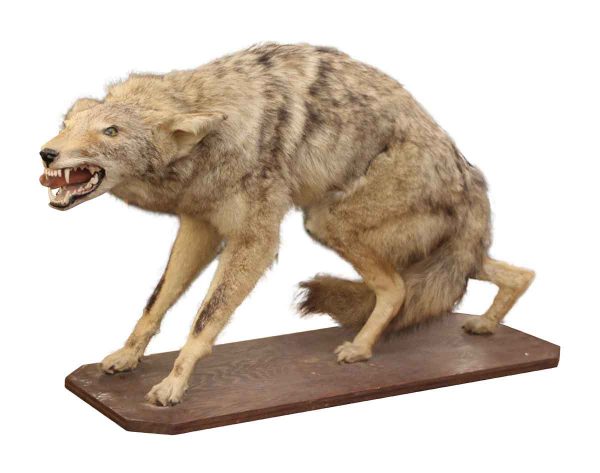 Taxidermy - Coyote Taxidermy