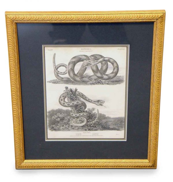 Prints  - Framed Linn Syft Amphibia Rattlesnakes Print