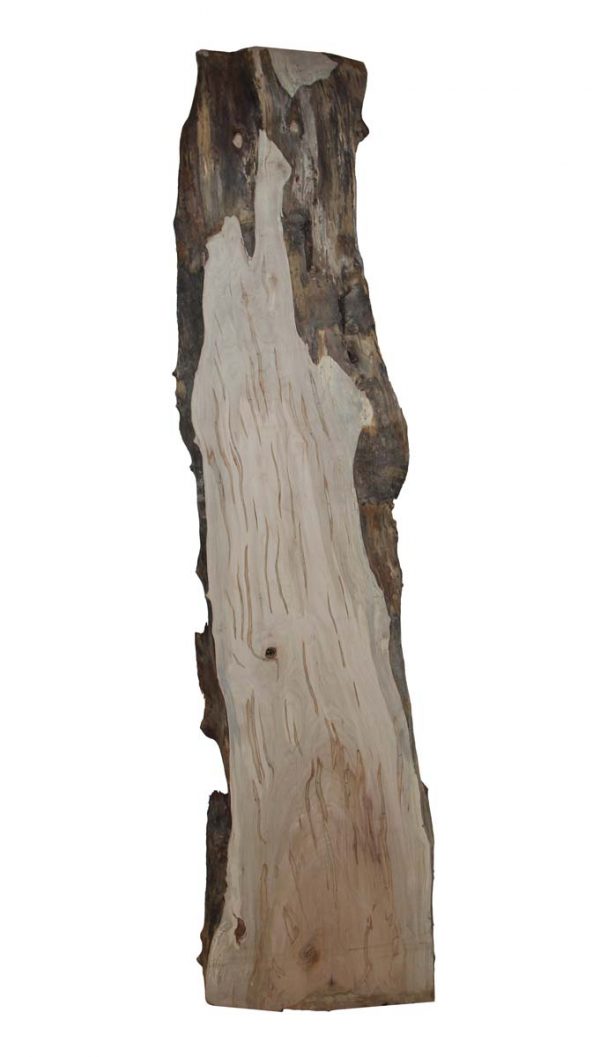 Live Edge Wood Slabs - Raw 10.25 Foot Live Edge Ambrosia Maple Wood Slab