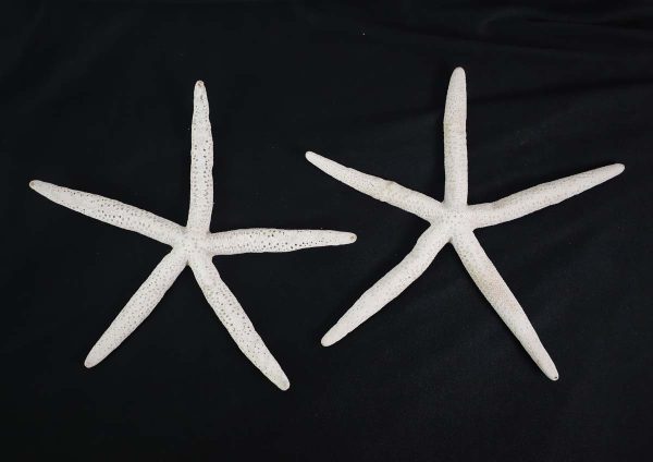 Nautical Antiques - Pair of 12 in. White Starfishes