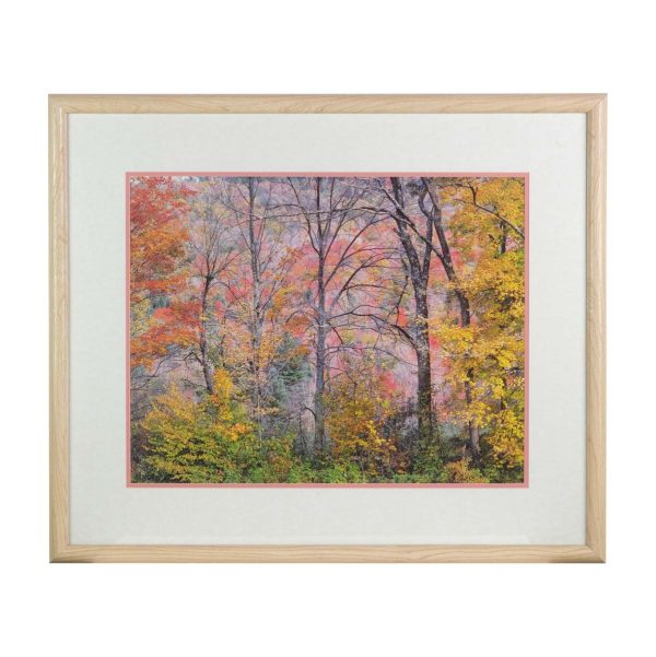 Posters - Large Framed Photograph or Poster of Autumn Foliage