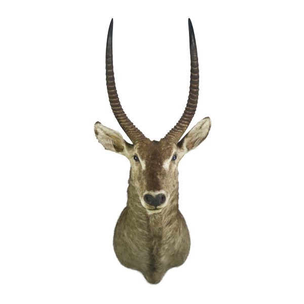 Taxidermy - Greater Antelope Taxidermy Mount