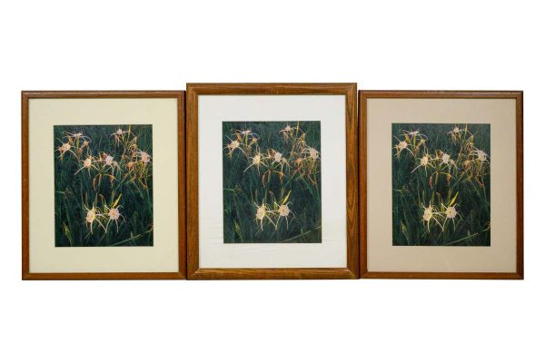 Photographs - Set of Custom Framed Matted Spider Lillies Photographs